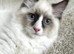 Bruno - Siberian Cat For Sale - Bonita Springs, FL, US