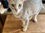 Sky - Savannah Cat For Sale/Retired Breeding - 
