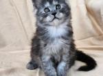 Kess - Maine Coon Cat For Sale - Hayden, ID, US