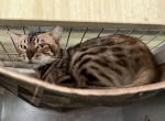 Lucy - Bengal Cat For Sale/Service - 
