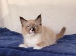 Blazie - Ragdoll Cat For Sale - Poplar Grove, IL, US