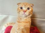 Leo - Scottish Fold Cat For Sale - New York, NY, US