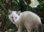 Lynx male 1 - Siamese Kitten For Sale - Gainesville, MO, US