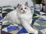 Thunder - Ragdoll Cat For Sale - Tuscaloosa, AL, US