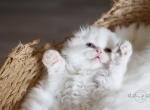 I V A N - Scottish Fold Cat For Sale - Fontana, CA, US