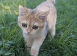 Stella - British Shorthair Cat For Sale - Nashville, TN, US
