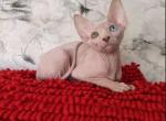 Vanya - Sphynx Cat For Sale - Norwalk, CT, US