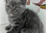 Doll - Scottish Straight Cat For Sale - Norwalk, CT, US