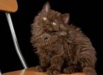 Benito Selkirk Rex - Scottish Straight Cat For Sale - Norwalk, CT, US