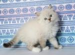 Lubomir - Ragdoll Cat For Sale - Norwalk, CT, US