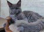 Feofan - Maine Coon Cat For Sale - Norwalk, CT, US