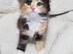 Calico - Himalayan Cat For Sale - Dallas, TX, US