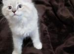 Tiger - Ragdoll Cat For Sale - Dallas, TX, US