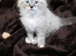 Durango - Ragdoll Cat For Sale - Dallas, TX, US