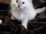 Snow - Ragdoll Cat For Sale - Dallas, TX, US