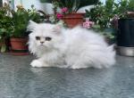 Silver Persian Doll Faced girls - Persian Cat For Sale - 
