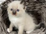 Ryder - Ragdoll Cat For Sale - Ocala, FL, US