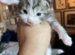Blue Eyed - Maine Coon Cat For Sale - OH, US