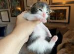 Bella Litter - Maine Coon Cat For Sale - OH, US