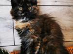 Lili Silent Wave - Maine Coon Cat For Sale - Brooklyn, NY, US