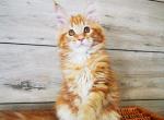 Lucky Silent Wave - Maine Coon Cat For Sale - Brooklyn, NY, US