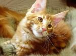 Daromir Star Sky - Maine Coon Cat For Sale - Brooklyn, NY, US