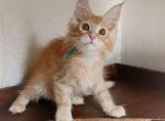 Irbis - Maine Coon Cat For Sale - Brooklyn, NY, US