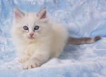 Belladina - Siberian Cat For Sale - Brooklyn, NY, US