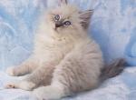 Barton - Siberian Cat For Sale - Brooklyn, NY, US