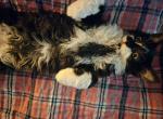 Lightning Selkirk mix - Selkirk Rex Cat For Sale - Whiteford, MD, US
