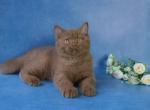 Felix - British Shorthair Cat For Sale - Brooklyn, NY, US