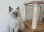 Siberian Yellow Collar Girl - Siberian Cat For Sale - Rosenberg, TX, US