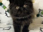 Toby is reserved - Persian Kitten For Sale - Duluth, GA, US