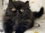 Deuteronomy - Persian Kitten For Sale - Duluth, GA, US