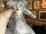 Blue Eyed Boy - Maine Coon Cat For Sale - OH, US