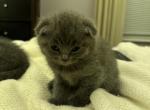 Asiya Grey Scottish Fold - Scottish Fold Cat For Sale - Springfield, MA, US