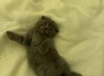 Benny Grey Scottish Fold - Scottish Fold Cat For Sale - Springfield, MA, US