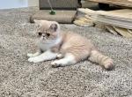 CHICAGO - Exotic Kitten For Sale - Cross Plains, TN, US