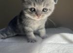 Scottish fold girl - Scottish Fold Kitten For Sale - Houston, TX, US