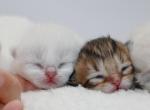 New litter of purebred British Shorthair kittens - British Shorthair Kitten For Sale - Spokane, WA, US