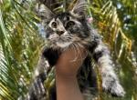 Alex - Maine Coon Cat For Sale - Hollywood, FL, US