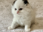 Cyrious Jonny Joli - Scottish Fold Cat For Sale - Santa Cruz, CA, US