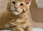 Oscar - Maine Coon Cat For Sale - Hollywood, FL, US