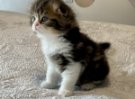 Cyrious Jess Jolie - Scottish Fold Cat For Sale - Santa Cruz, CA, US