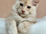 Graf - Maine Coon Cat For Sale - Hollywood, FL, US