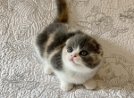 Cyrious Josie Jolie - Scottish Fold Cat For Sale - Santa Cruz, CA, US