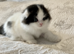 Cyrious Jerry Joli - Scottish Fold Cat For Sale - Santa Cruz, CA, US