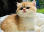 Golden girl - Scottish Straight Kitten For Sale - Buffalo, NY, US