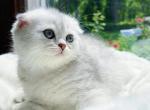 Scottish fold - Scottish Fold Kitten For Sale - Buffalo, NY, US