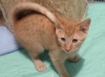 Reginald - Domestic Cat For Sale - Homeland, CA, US